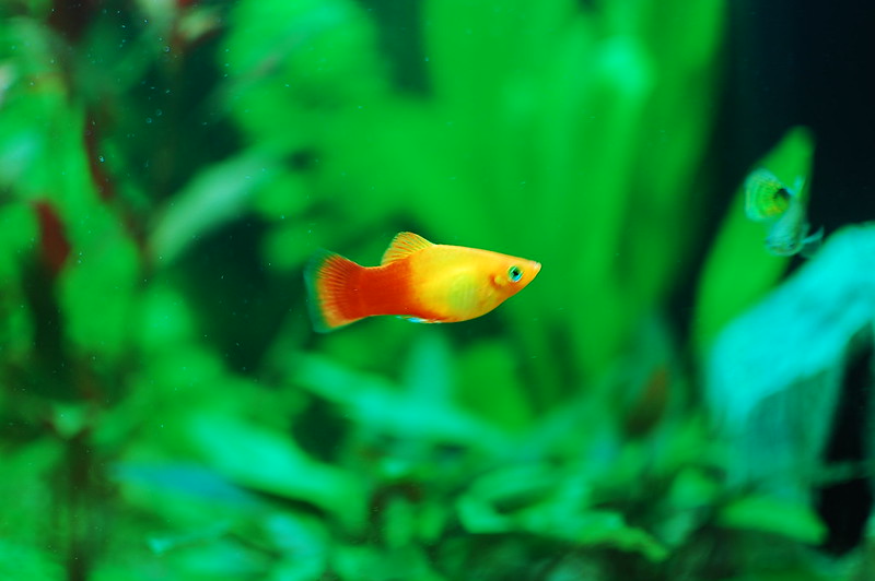 Sunset Platy fish