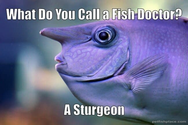 A joke about sturgeon
