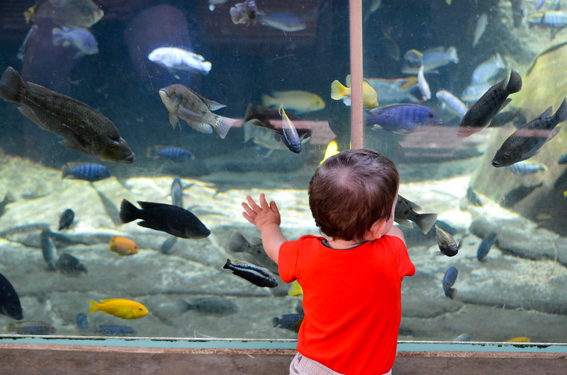 Fish Tank
