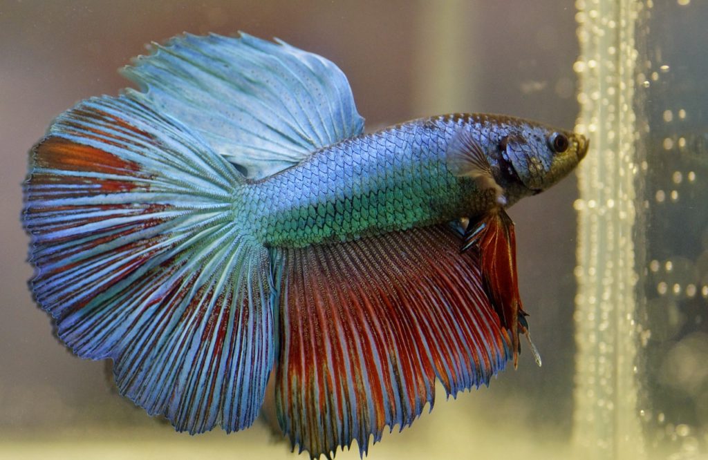 Betta fish 2019 hotsell