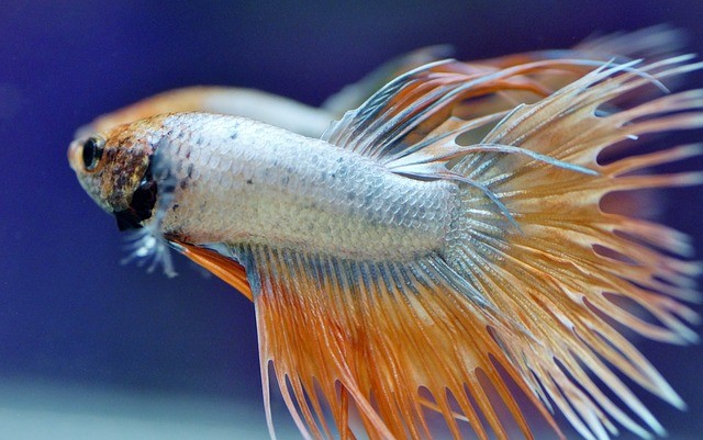 White Crown Tail Betta