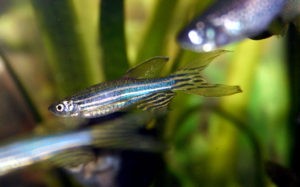 Danio Fish School - Cyprinidae