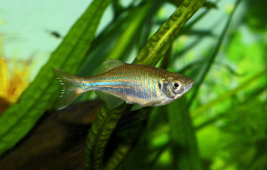 Giant Danio - Cyprinidae