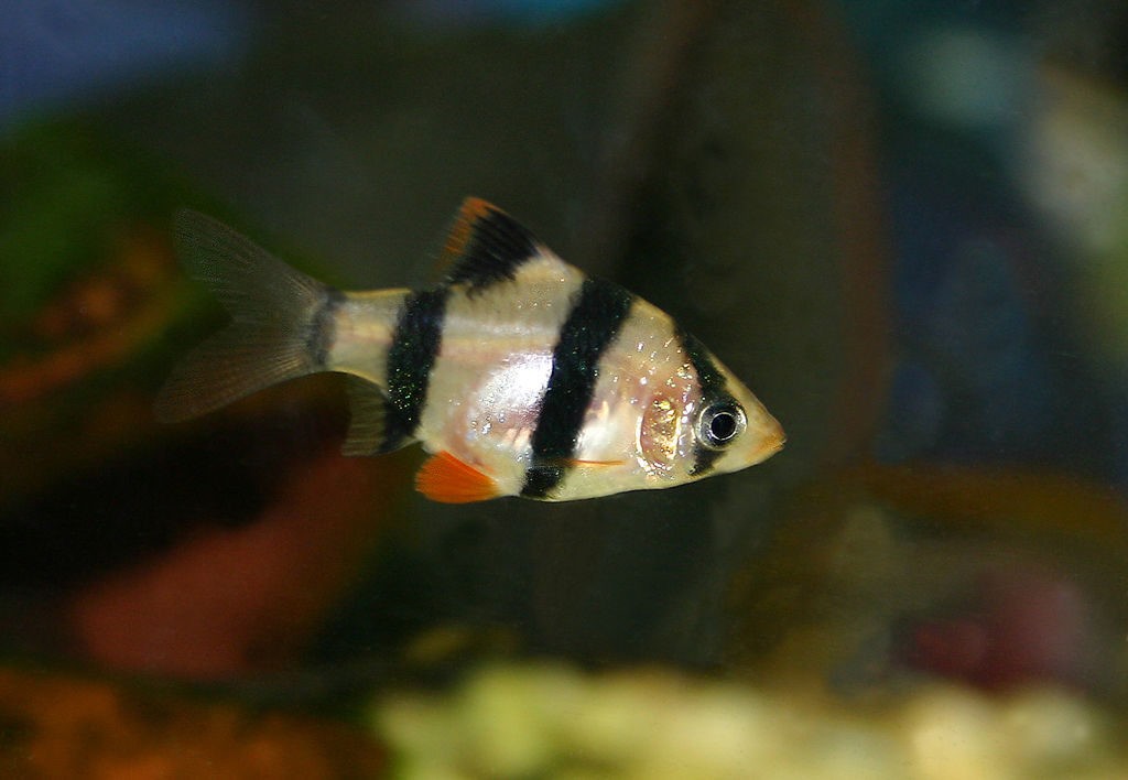 Tiger Barb