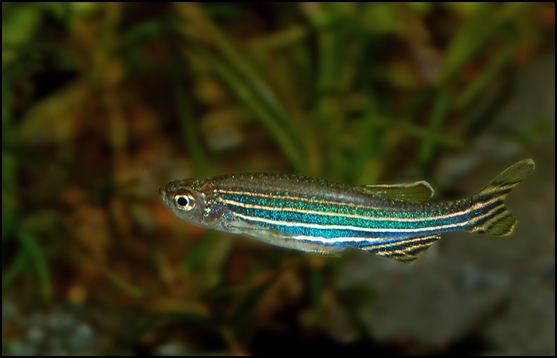 Zebra Danio - Cyprinidae