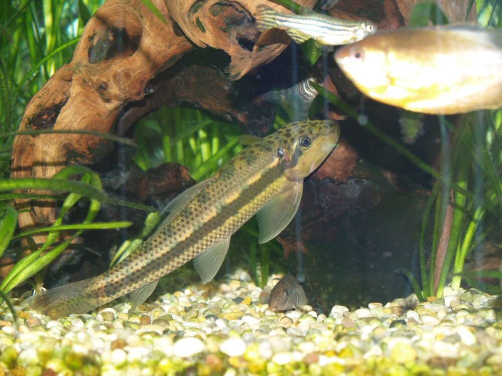 Chinese Algae Eater