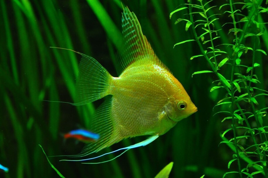 Angelfish community tank best sale