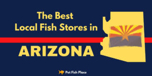 Best Stores Arizona Feature