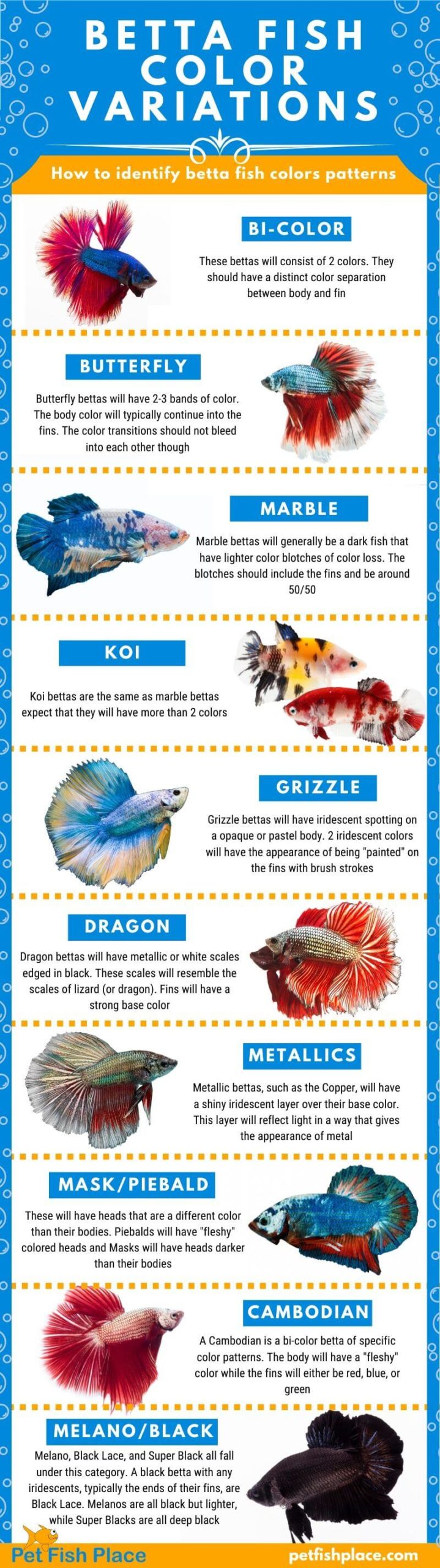 Betta Fish Color Variations