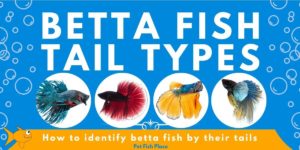Betta fish tail types feature