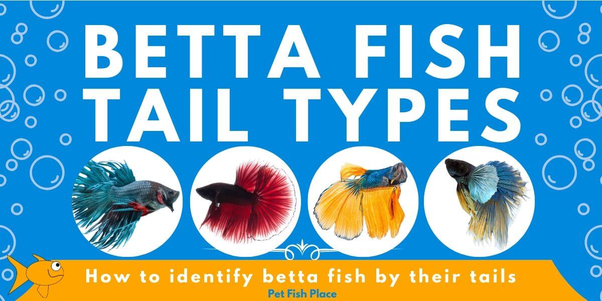 Betta Fish Tail Types - Pet Fish Place