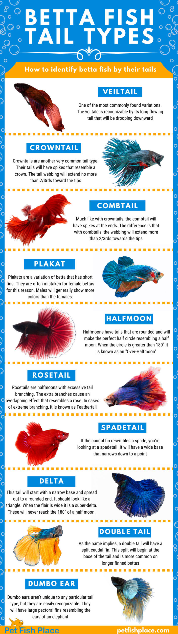 Betta fish tail types Infographic
