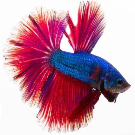 Betta fish colour best sale