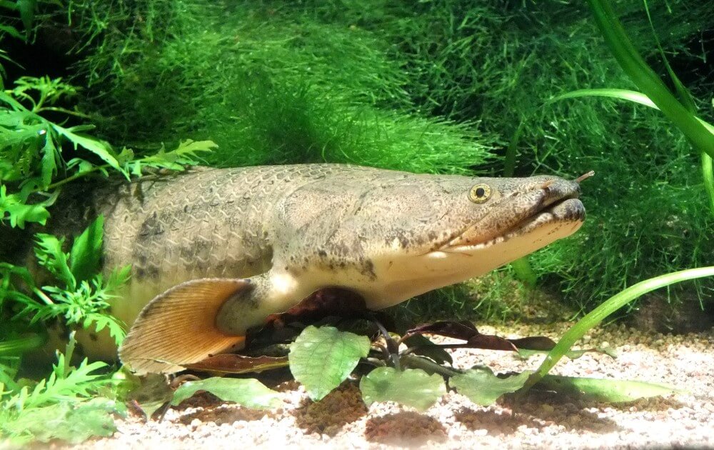 Bichir Care Requirements Profile Pet Fish Place