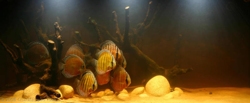 Blackwater Discus