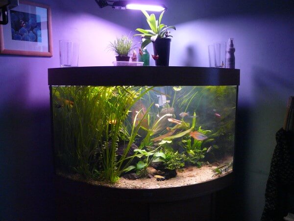 Bow front corner aquarium