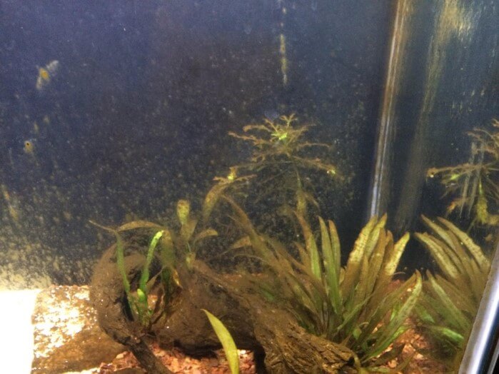 Brown Algae in Fish Tanks - Brown Algae