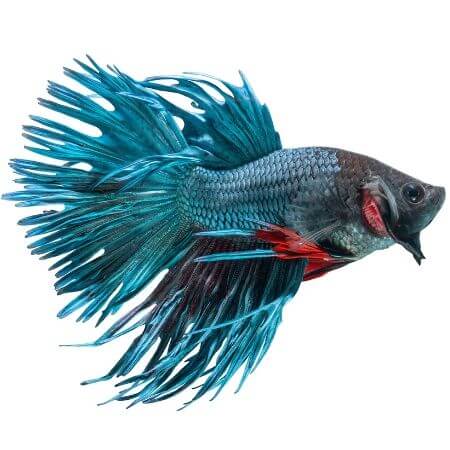 Crowntail Betta