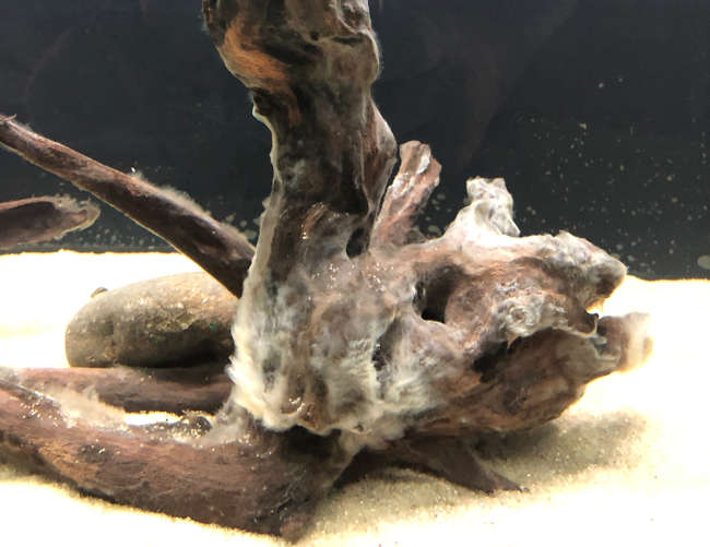 Driftwood showing white fuzz