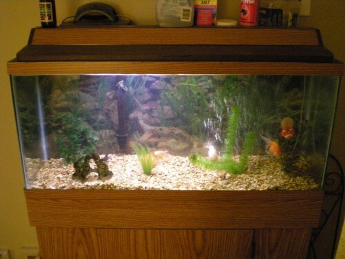 Fish Tank with Hood