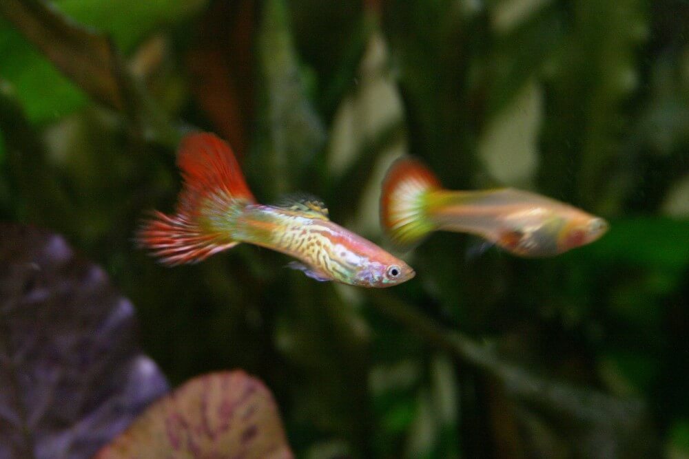 Guppy Pair