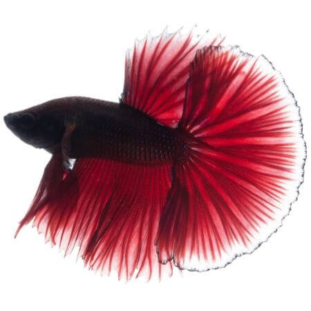 Halfmoon Betta