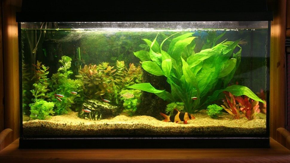 Home Aquarium