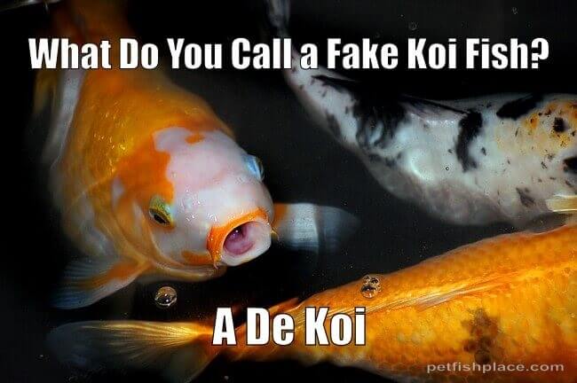 A joke about Koi fish