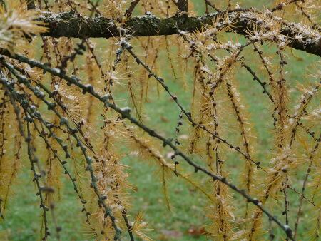 Larch Unsafe Driftwood