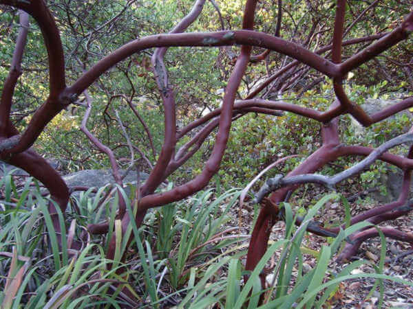 Manzanita Branches