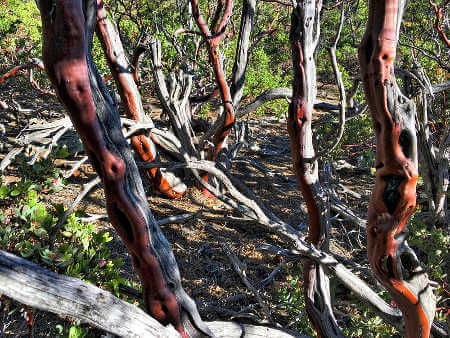 Manzanita Safe Driftwood