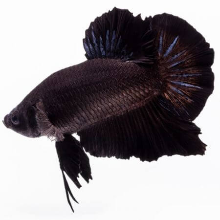 Melano Betta