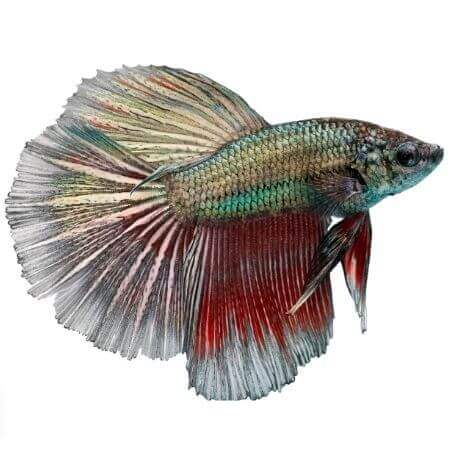 Metallic Betta