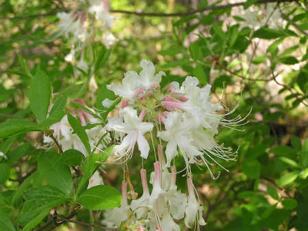 Mountain Azalea Safe Driftwood