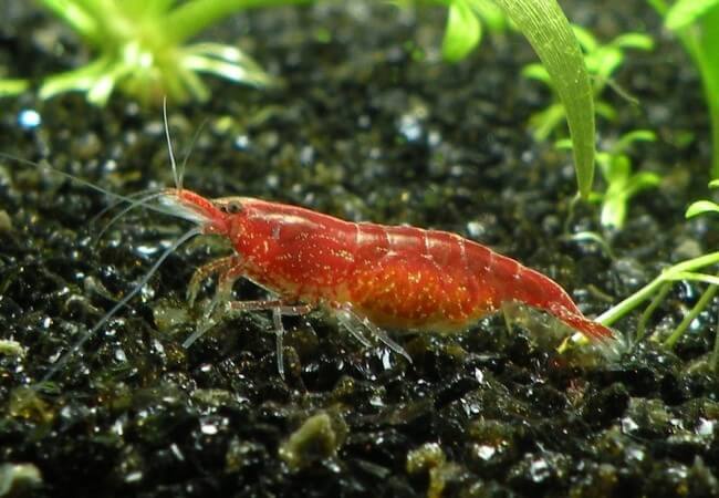 Neocaridina davidi