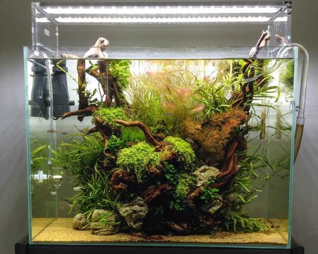 Open Top Aquascape