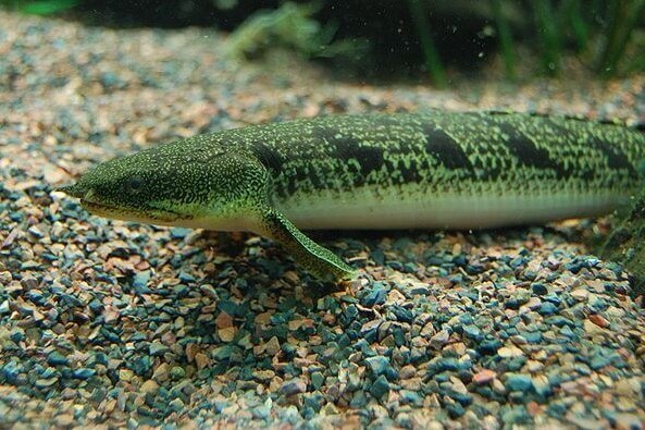 Ornate Bichir