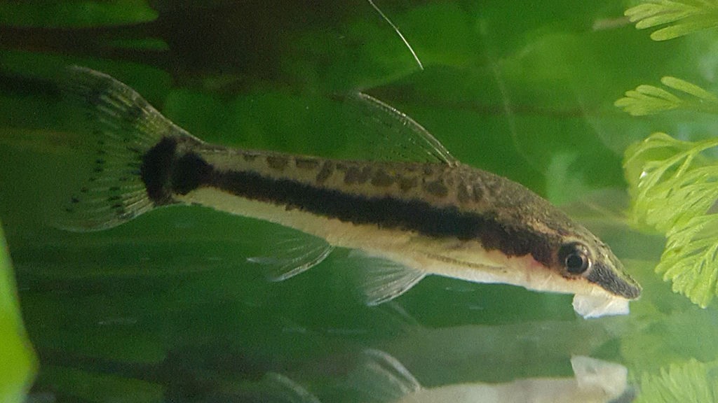 Oto Catfish