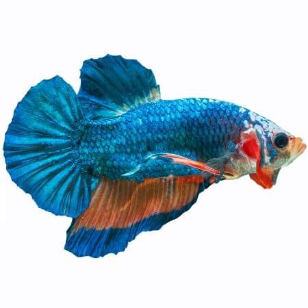 Plakat Betta