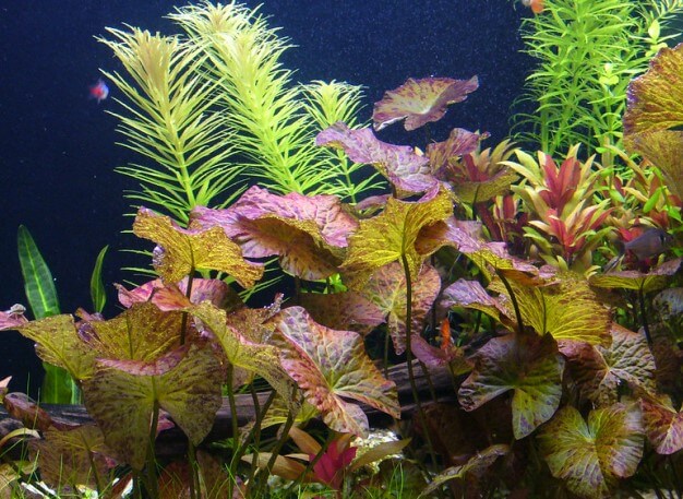 Planted Aquarium