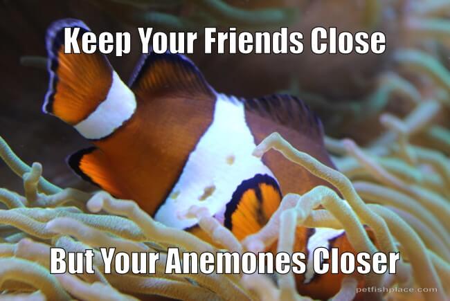 A Pun about anemones