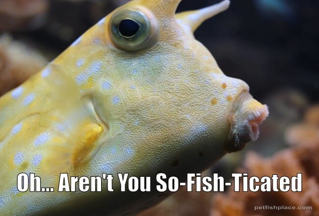 A so-FISH-ticated pun