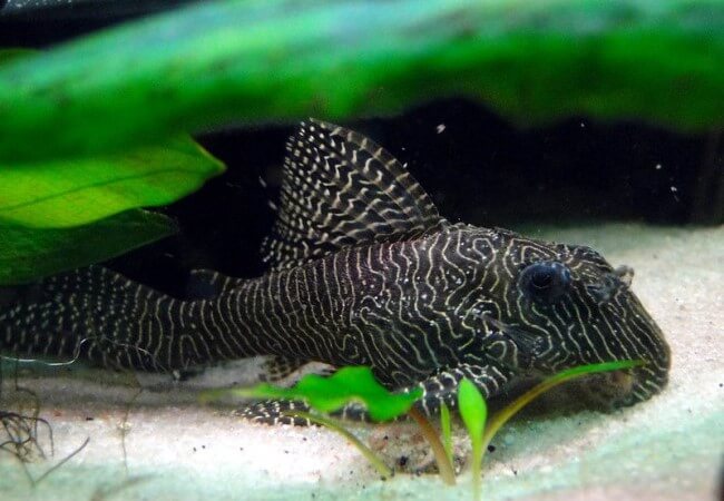 Queen Arabesque Pleco