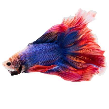 Rosetail Betta