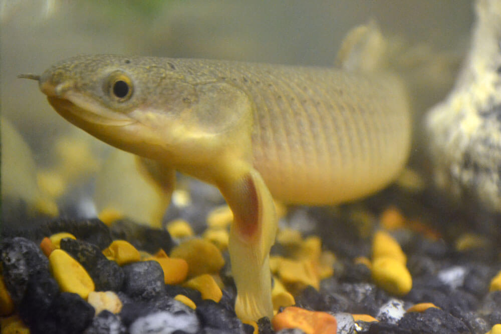 Senegal Bichir