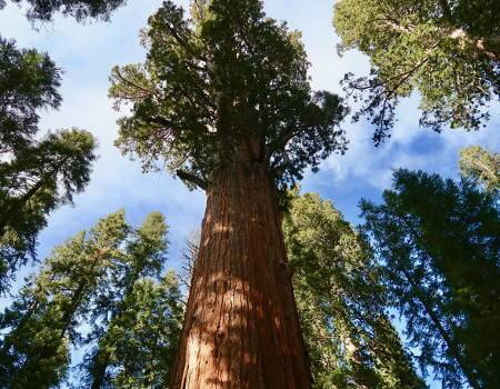 Sequoia Unsafe Driftwood