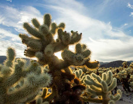 Teddy Bear Cholla Safe Driftwood