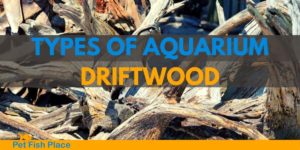 Types of aquarium driftwood