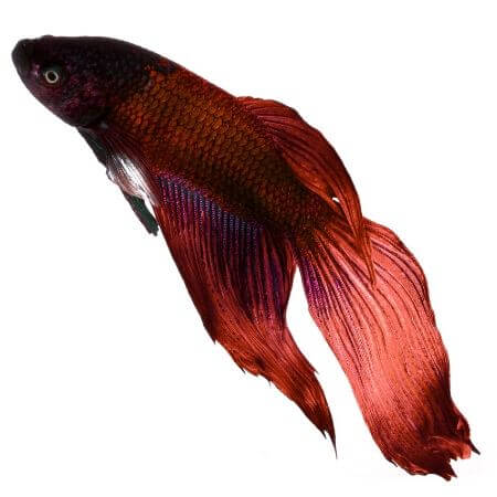 Veiltail Betta