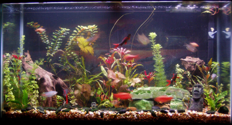 Aquarium cover header